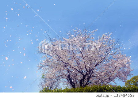 一本の桜　舞い散る花弁 138484558