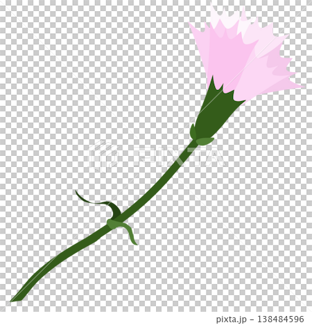 薄いピンク色のシンプルなカーネーションのイラスト 138484596