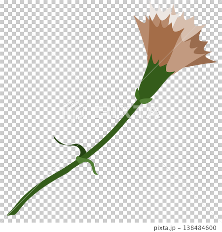 一朵簡單的棕色康乃馨插圖 138484600