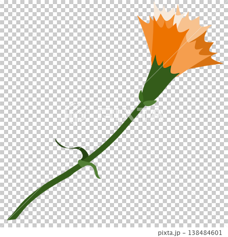 一幅簡單的橘色康乃馨插圖。 一幅簡單的橘色康乃馨插圖。 138484601