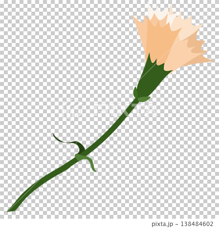 薄いオレンジ色のシンプルなカーネーションのイラスト 138484602