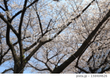 桜の花のある風景 桜の花のある風景 138484626