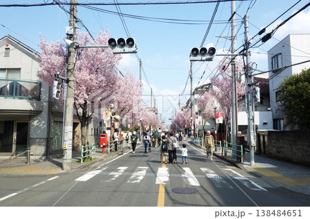 東京都府中市の桜通り2026( K-DIMOAマンション角) 東京都府中市の桜通り2026( K-DIMOAマンション角) 138484651