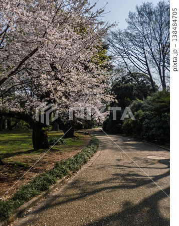 桜並木と無人の園路　朝の光に包まれた春の公園風景 138484705
