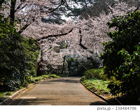 カーブする園路と満開の桜 無人の春の公園風景 カーブする園路と満開の桜 無人の春の公園風景 138484706
