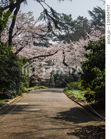 奥へ続く園路と桜並木　無人の春の公園風景 138484707