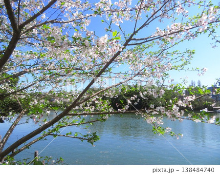 東京都大田区洗足池の桜 138484740