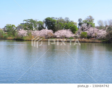 東京都大田区洗足池の桜 東京都大田区洗足池の桜 138484742