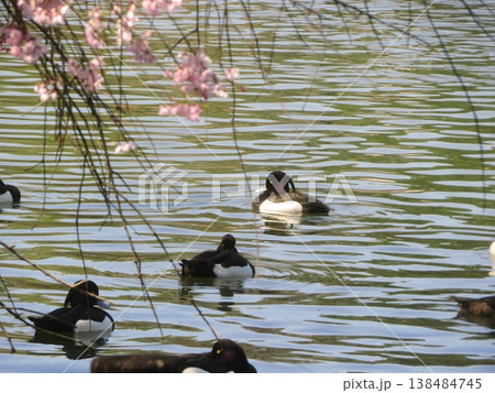 桜の花と水鳥 桜の花と水鳥 138484745