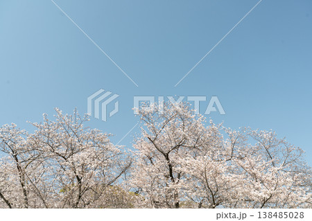 青空に映える桜 138485028