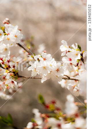 白い桜 138485032