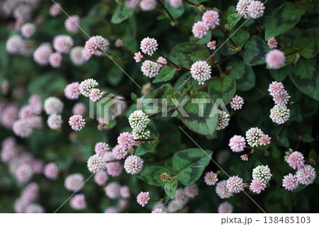 小さなヒメツルソバの花 小さなヒメツルソバの花 138485103