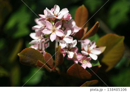 シャリンバイ ピンク色の花 シャリンバイ ピンク色の花 138485106