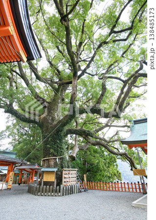 熊野那智大社　那智の樟　天然記念物　和歌山県 138485173