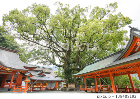 クスノキの巨樹　那智の樟　天然記念物　熊野那智大社　和歌山県 138485192