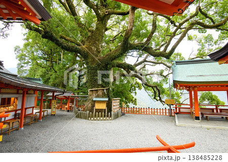 那智の大樟　胎内くぐり　熊野那智大社　和歌山県 138485228