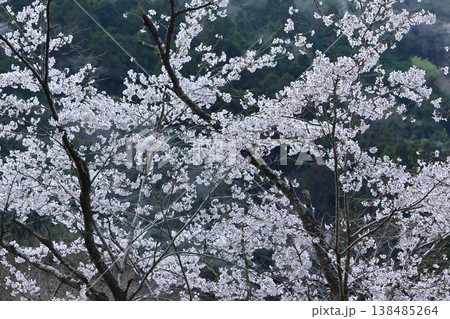 青空と満開の桜並木 春の風景 138485264