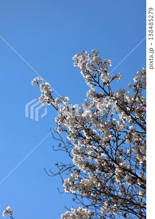 青空と満開の桜並木 春の風景 青空と満開の桜並木 春の風景 138485279