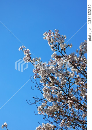 青空と満開の桜並木 春の風景 青空と満開の桜並木 春の風景 138485280
