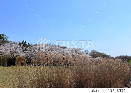 瀬田川岸のヨシと公園の桜並木と青空 瀬田川岸のヨシと公園の桜並木と青空 138485334