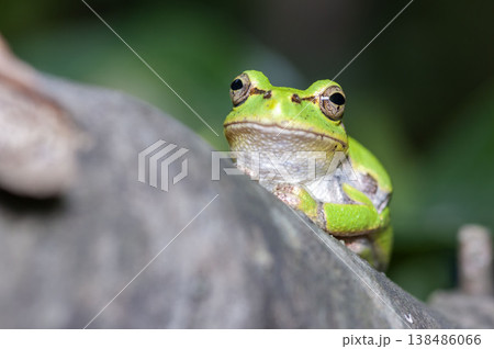 アマガエル アマガエル 138486066