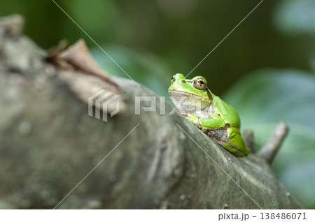 アマガエル 138486071