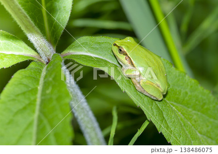 アマガエル アマガエル 138486075