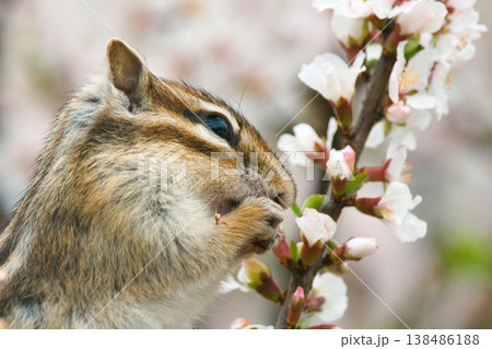 花を食べるシマリス 138486188