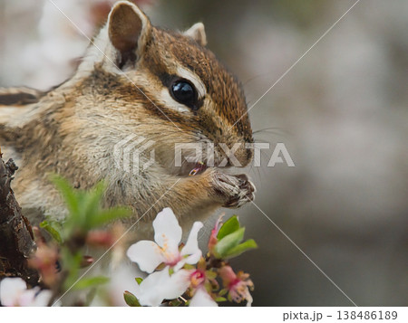 ユスラウメを食べるシマリス 138486189
