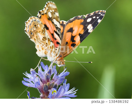 花にとまるヒメアカタテハ 138486192