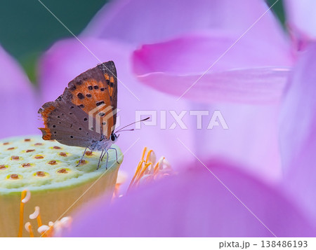 蓮の花にとまるベニシジミ 蓮の花にとまるベニシジミ 138486193