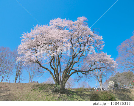 一本桜 - 青空に映えて満開に咲く鉢形城址の氏邦桜(2026年3月) 一本桜 - 青空に映えて満開に咲く鉢形城址の氏邦桜(2026年3月) 138486315
