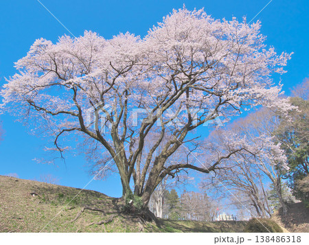 一本桜 - 青空に映えて満開に咲く鉢形城址の氏邦桜(2026年3月) 一本桜 - 青空に映えて満開に咲く鉢形城址の氏邦桜(2026年3月) 138486318