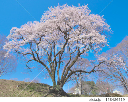 一本桜 - 青空に映えて満開に咲く鉢形城址の氏邦桜(2026年3月) 一本桜 - 青空に映えて満開に咲く鉢形城址の氏邦桜(2026年3月) 138486319