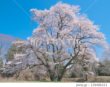 一本桜 - 青空に映えて満開に咲く鉢形城址の氏邦桜(2026年3月) 一本桜 - 青空に映えて満開に咲く鉢形城址の氏邦桜(2026年3月) 138486321