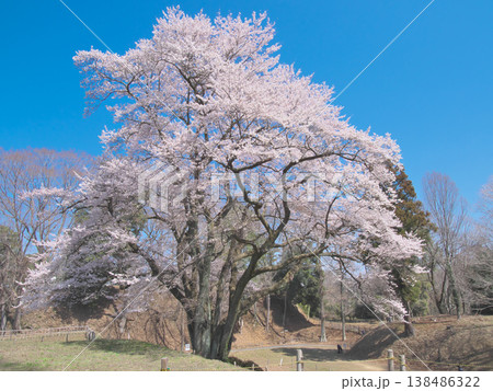 一本桜 - 青空に映えて満開に咲く鉢形城址の氏邦桜(2026年3月) 一本桜 - 青空に映えて満開に咲く鉢形城址の氏邦桜(2026年3月) 138486322