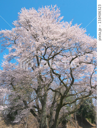一本桜 - 青空に映えて満開に咲く鉢形城址の氏邦桜(2026年3月) 一本桜 - 青空に映えて満開に咲く鉢形城址の氏邦桜(2026年3月) 138486323