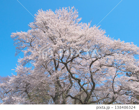 一本桜 - 青空に映えて満開に咲く鉢形城址の氏邦桜(2026年3月) 一本桜 - 青空に映えて満開に咲く鉢形城址の氏邦桜(2026年3月) 138486324