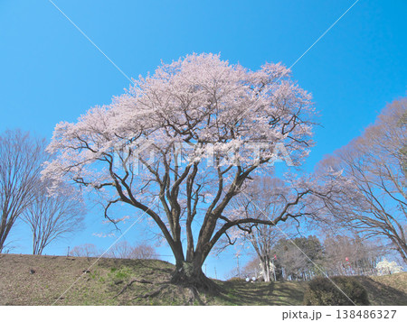 一本桜 - 青空に映えて満開に咲く鉢形城址の氏邦桜(2026年3月) 一本桜 - 青空に映えて満開に咲く鉢形城址の氏邦桜(2026年3月) 138486327