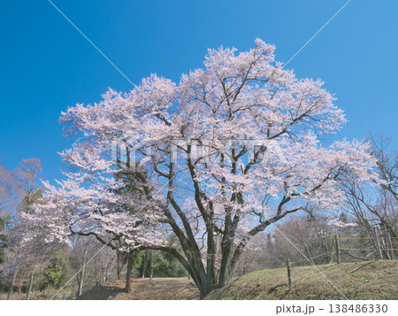 一本桜 - 青空に映えて満開に咲く鉢形城址の氏邦桜(2026年3月) 一本桜 - 青空に映えて満開に咲く鉢形城址の氏邦桜(2026年3月) 138486330