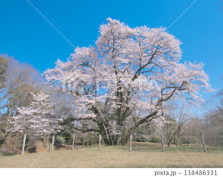 一本桜 - 青空に映えて満開に咲く鉢形城址の氏邦桜（2026年3月） 138486331