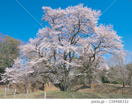 一本桜 - 青空に映えて満開に咲く鉢形城址の氏邦桜(2026年3月) 一本桜 - 青空に映えて満開に咲く鉢形城址の氏邦桜(2026年3月) 138486332