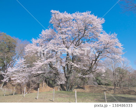 一本桜 - 青空に映えて満開に咲く鉢形城址の氏邦桜(2026年3月) 一本桜 - 青空に映えて満開に咲く鉢形城址の氏邦桜(2026年3月) 138486333