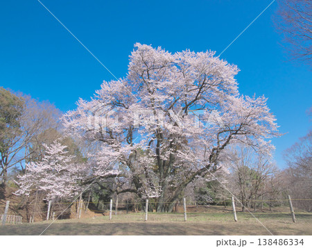 一本桜 - 青空に映えて満開に咲く鉢形城址の氏邦桜(2026年3月) 一本桜 - 青空に映えて満開に咲く鉢形城址の氏邦桜(2026年3月) 138486334