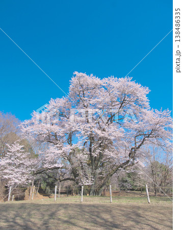 一本桜 - 青空に映えて満開に咲く鉢形城址の氏邦桜(2026年3月) 一本桜 - 青空に映えて満開に咲く鉢形城址の氏邦桜(2026年3月) 138486335