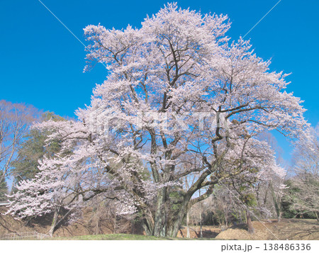 一本桜 - 青空に映えて満開に咲く鉢形城址の氏邦桜(2026年3月) 一本桜 - 青空に映えて満開に咲く鉢形城址の氏邦桜(2026年3月) 138486336