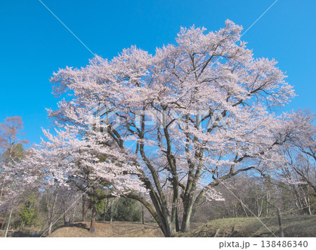 一本桜 - 青空に映えて満開に咲く鉢形城址の氏邦桜(2026年3月) 一本桜 - 青空に映えて満開に咲く鉢形城址の氏邦桜(2026年3月) 138486340