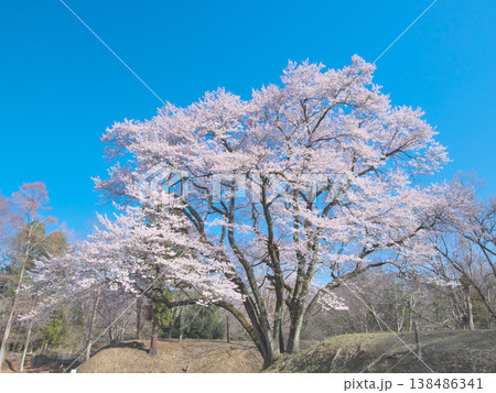 一本桜 - 青空に映えて満開に咲く鉢形城址の氏邦桜(2026年3月) 一本桜 - 青空に映えて満開に咲く鉢形城址の氏邦桜(2026年3月) 138486341