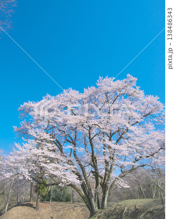 一本桜 - 青空に映えて満開に咲く鉢形城址の氏邦桜(2026年3月) 一本桜 - 青空に映えて満開に咲く鉢形城址の氏邦桜(2026年3月) 138486343