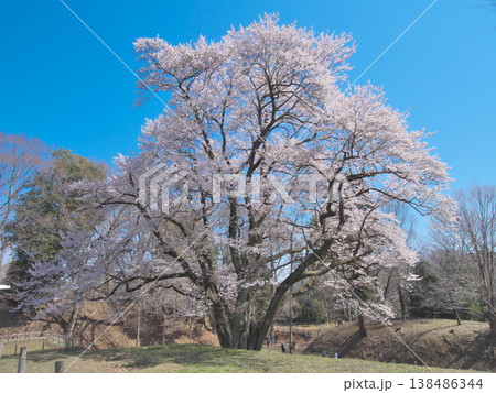 一本桜 - 青空に映えて満開に咲く鉢形城址の氏邦桜(2026年3月) 一本桜 - 青空に映えて満開に咲く鉢形城址の氏邦桜(2026年3月) 138486344